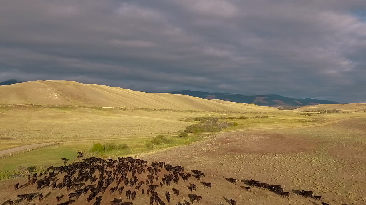 increíble antena sobre un arreo de ganado occidental en las llanuras de montana 12