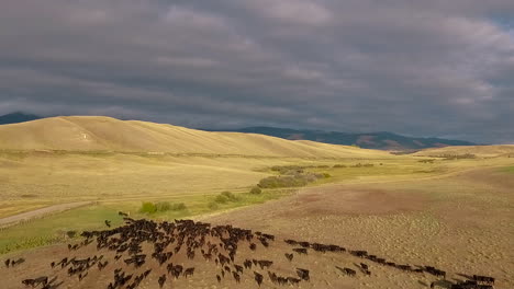 Increíble-Antena-Sobre-Un-Arreo-De-Ganado-Occidental-En-Las-Llanuras-De-Montana-12