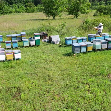 apiary in the countryside. apiarist examining bees near beehives. wooden hives among green nature. camera moves to the right. drone view.