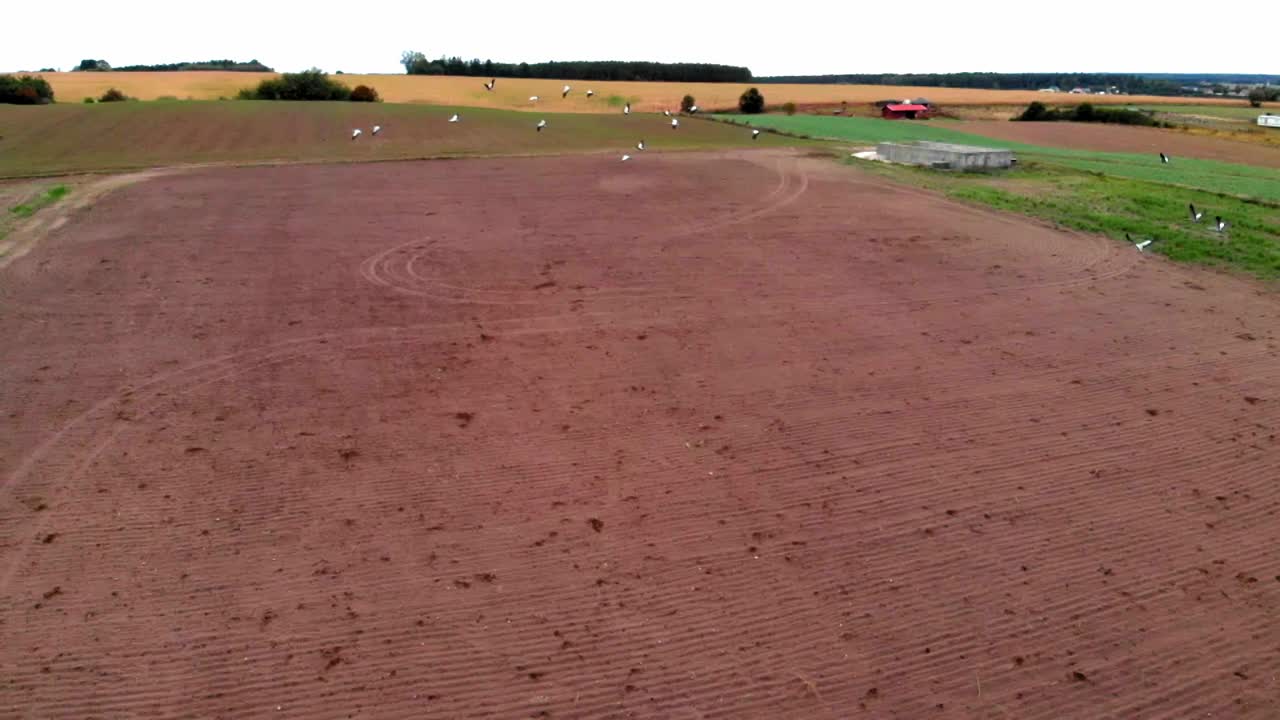 gran grupo de grullas comunes comenzando, despegando del campo rural para el vuelo migratorio