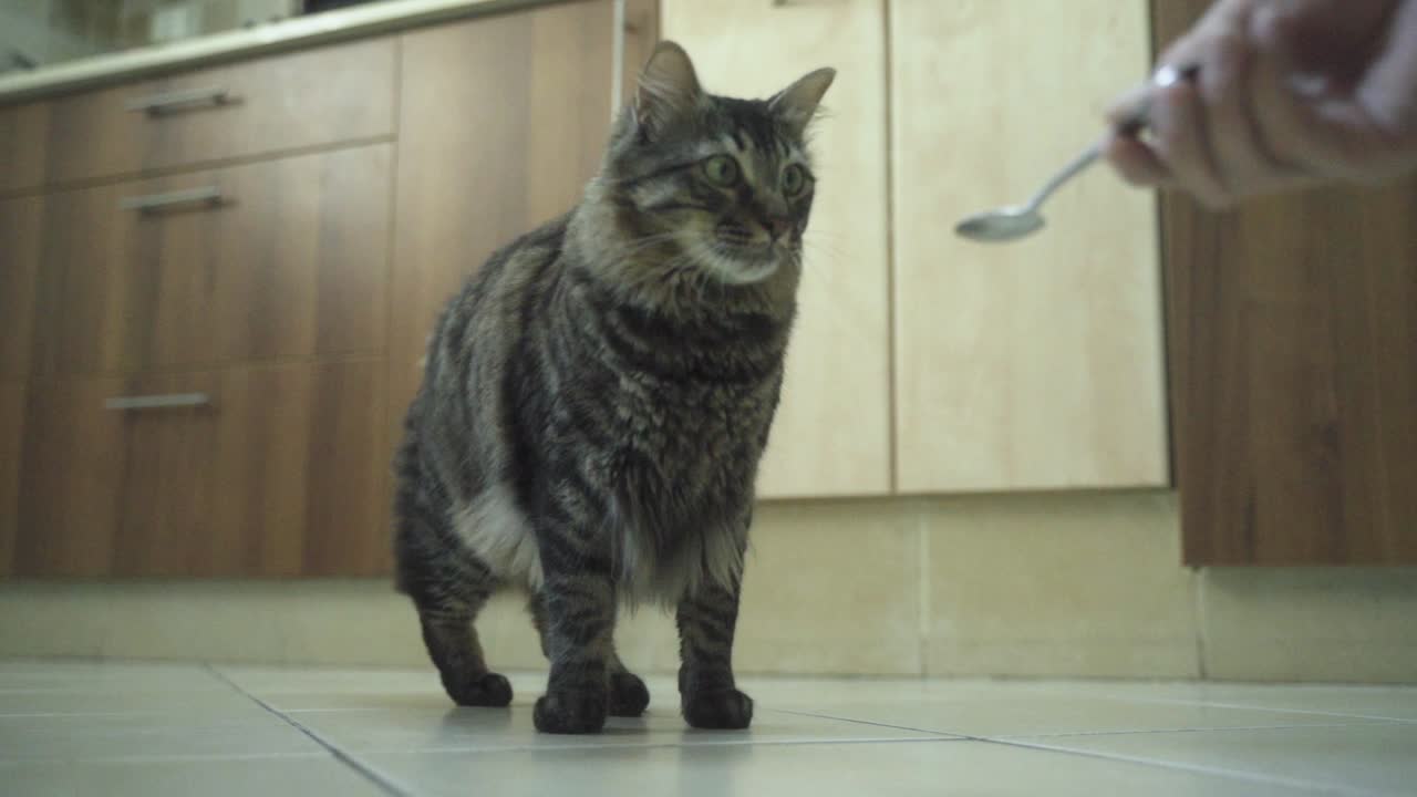 un primer plano de un tigre de maine coon entrenado colorea un gato esponjoso, lamiéndose a sí misma, dándole una mano a un hombre con tatuaje para obtener una cuchara con comida, armarios de cocina marrones, mascota casera, video de 4k en cámara lenta