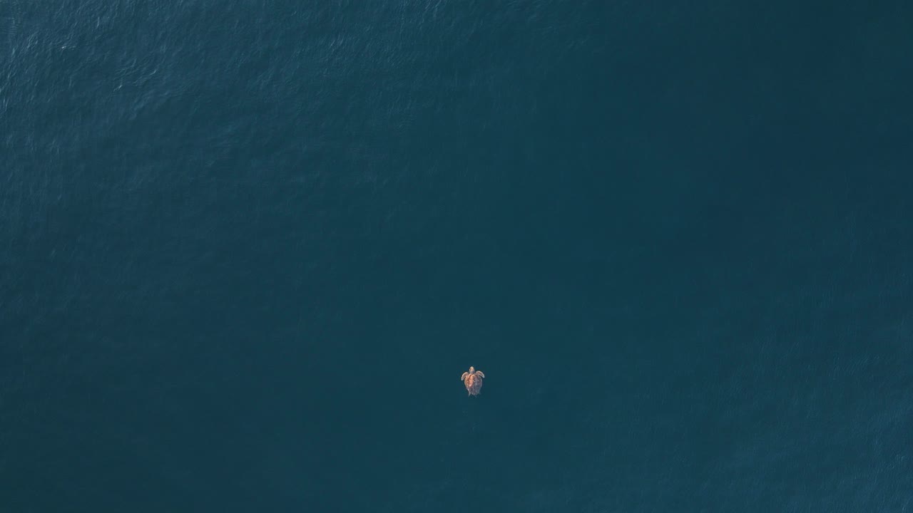 맑고 푸른 바다 표면에 여유롭게 떠다니는 큰 바다거북을 내려다보는 높은 드론 뷰