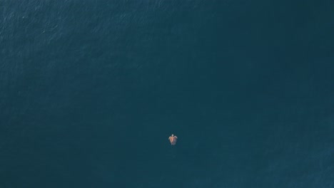 high drone view looking down at a large sea turtle as it effortlessly floats on the clear blue ocean surface