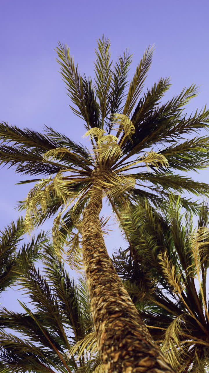 Palm trees soar towards the evening sky over a tropical landscape