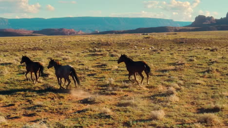 Caballos-Salvajes-En-Arizona:-Vista-De-Pájaro