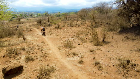 Cow-standing-on-dry-and-barren-land-in-rural-Africa