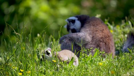 Close-up-shot-of-baby-lemurs-resting-with-parents-in-green-grass-field-during-sunny-day