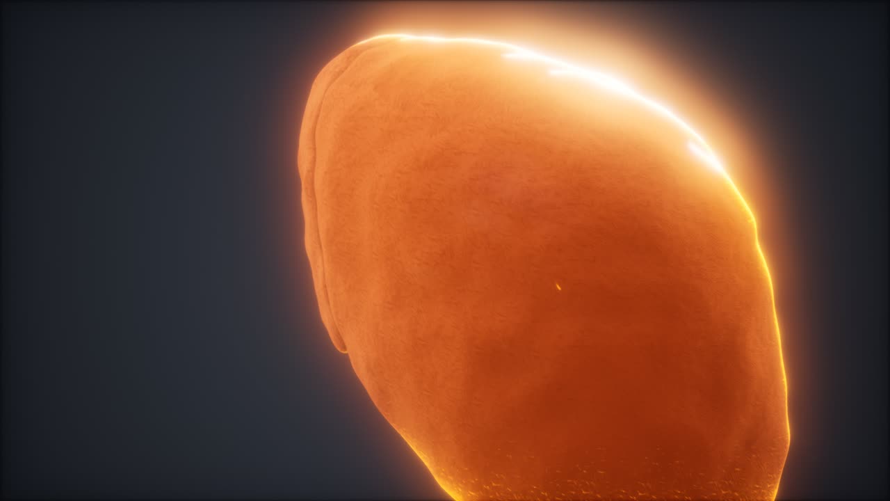 loop 3d rendered medically accurate animation of the human liver