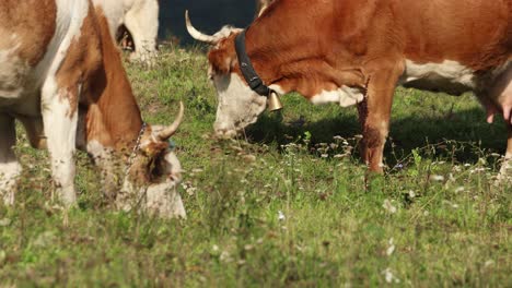 Gruppe-Von-Rindern,-Die-An-Einem-Sonnigen-Tag-Auf-Frühlingsfeldern-Grasen