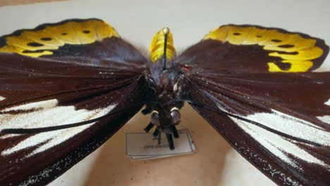 insecto mariposa amarillo disecado sobre una mesa blanca