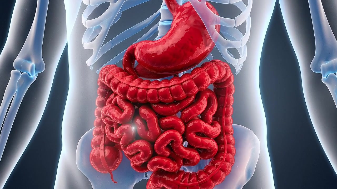 Human Stomach and Intestines Highlighted on a Transparent Male Body Model