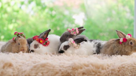 group of baby easter fluffy rabbit sitting on the light brown carpet with green bokeh nature background. flower crown at the rabbit ear. looking around and sniffing. cut animal pets