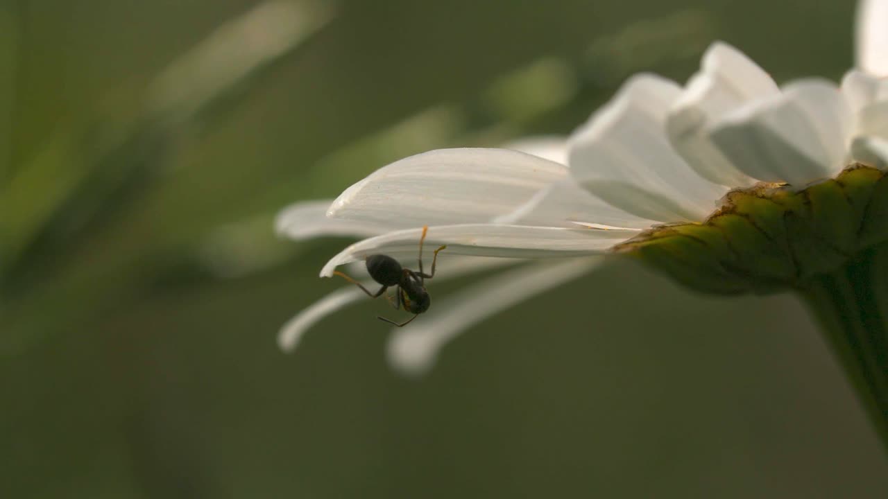 Formica su una Margherita