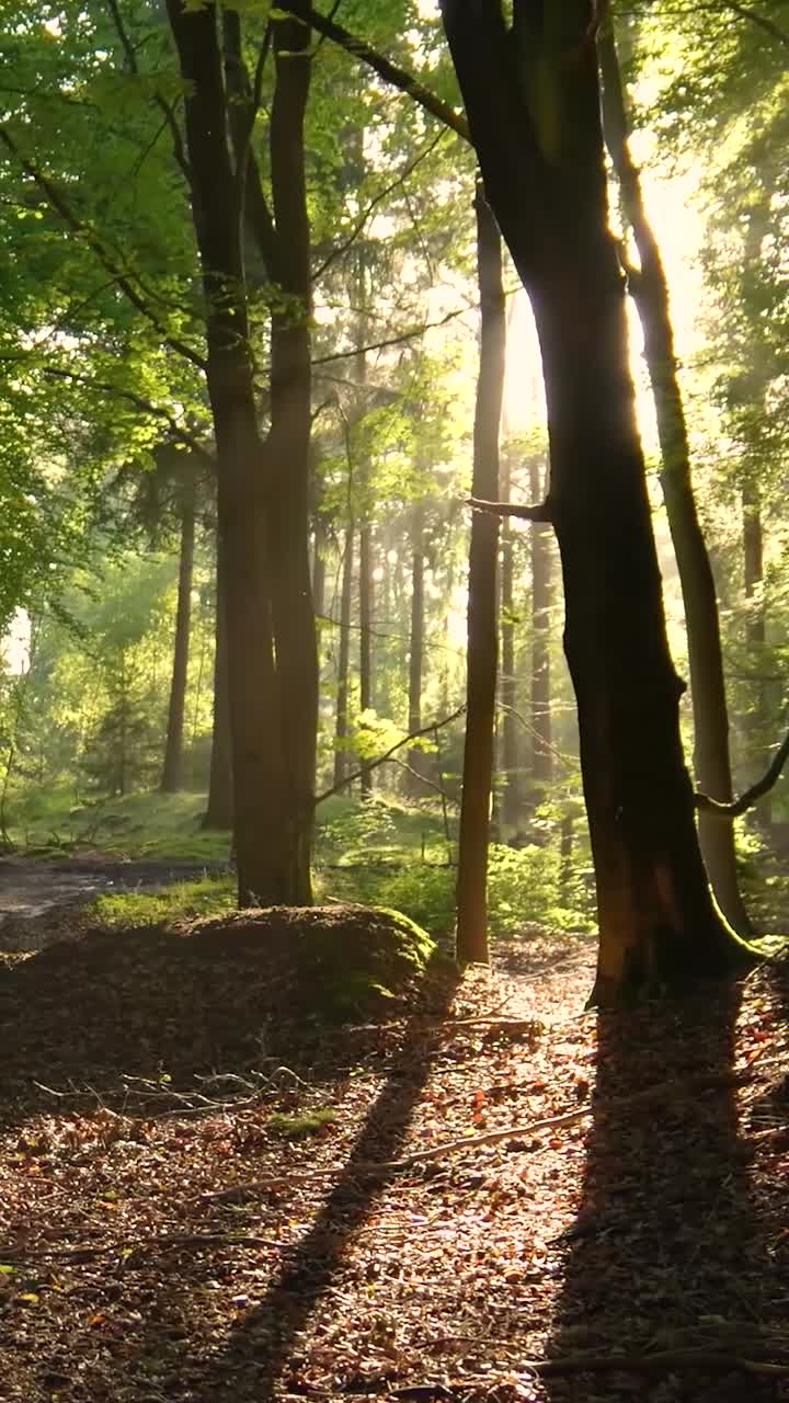la luz del sol filtrándose a través de un bosque