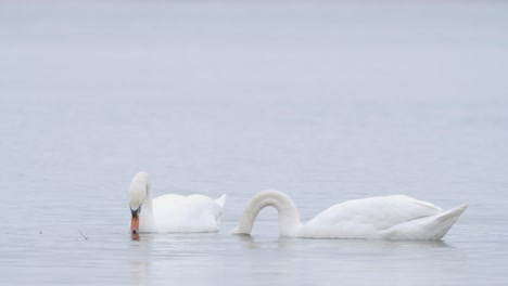 wild mute swan eating grass underwater closeup in overcast day