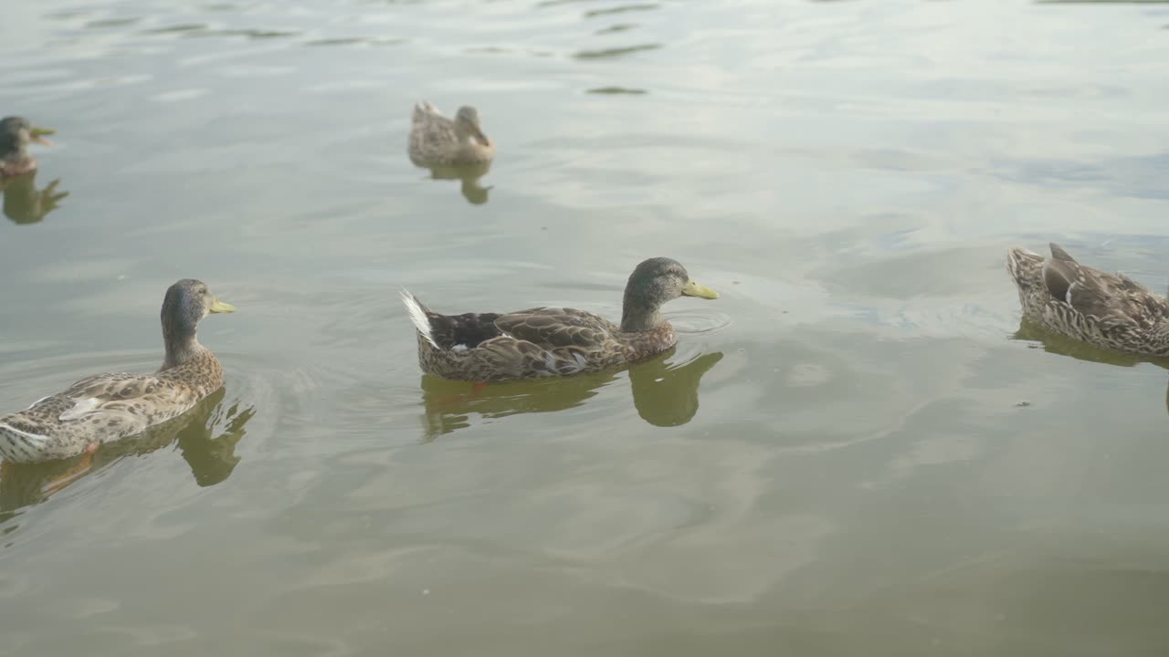 Le increspature si diffondono come segreti sussurrati sull'acqua mentre le anatre guazzano insieme.