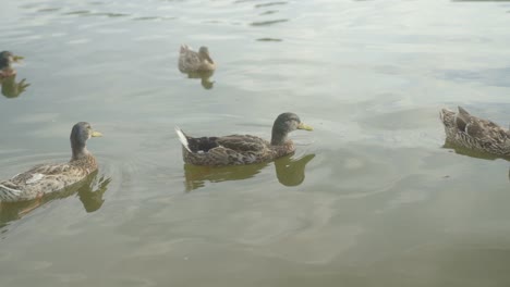 ripples spread like whispered secrets across the water as ducks wade together