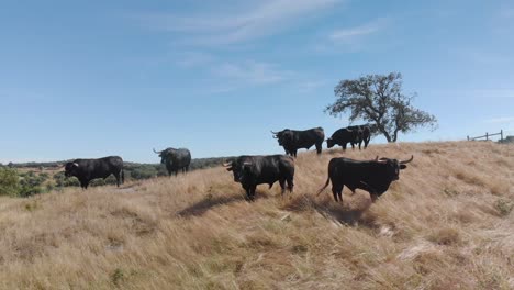 Drone-footage-of-a-cattle-of-bulls-in-a-field-in-Alentejo,-Portugal