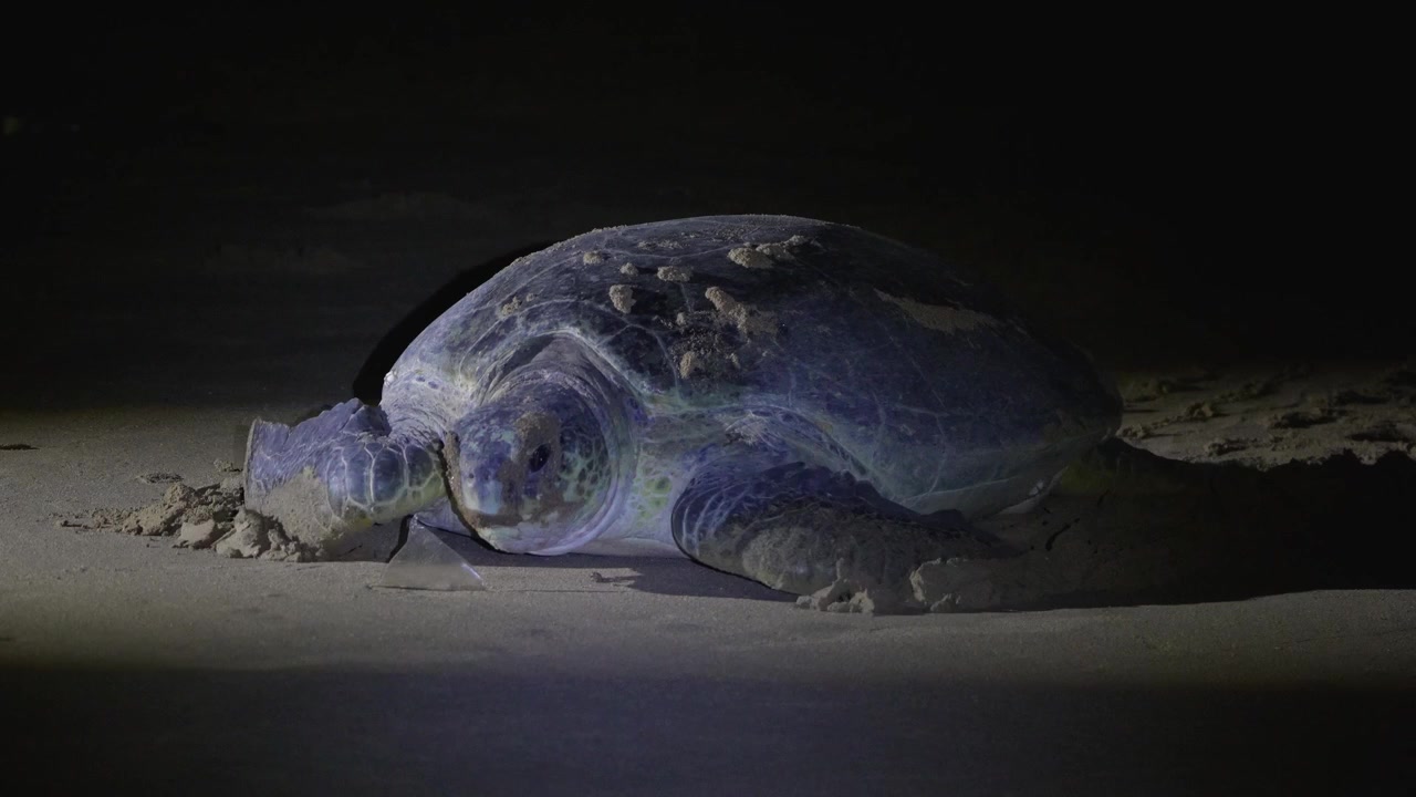 Green sea turtle mother going to sea after laying eggs in sand