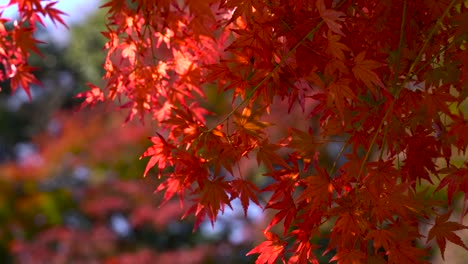 Slowly waving Japanese red autumn color maple leaves