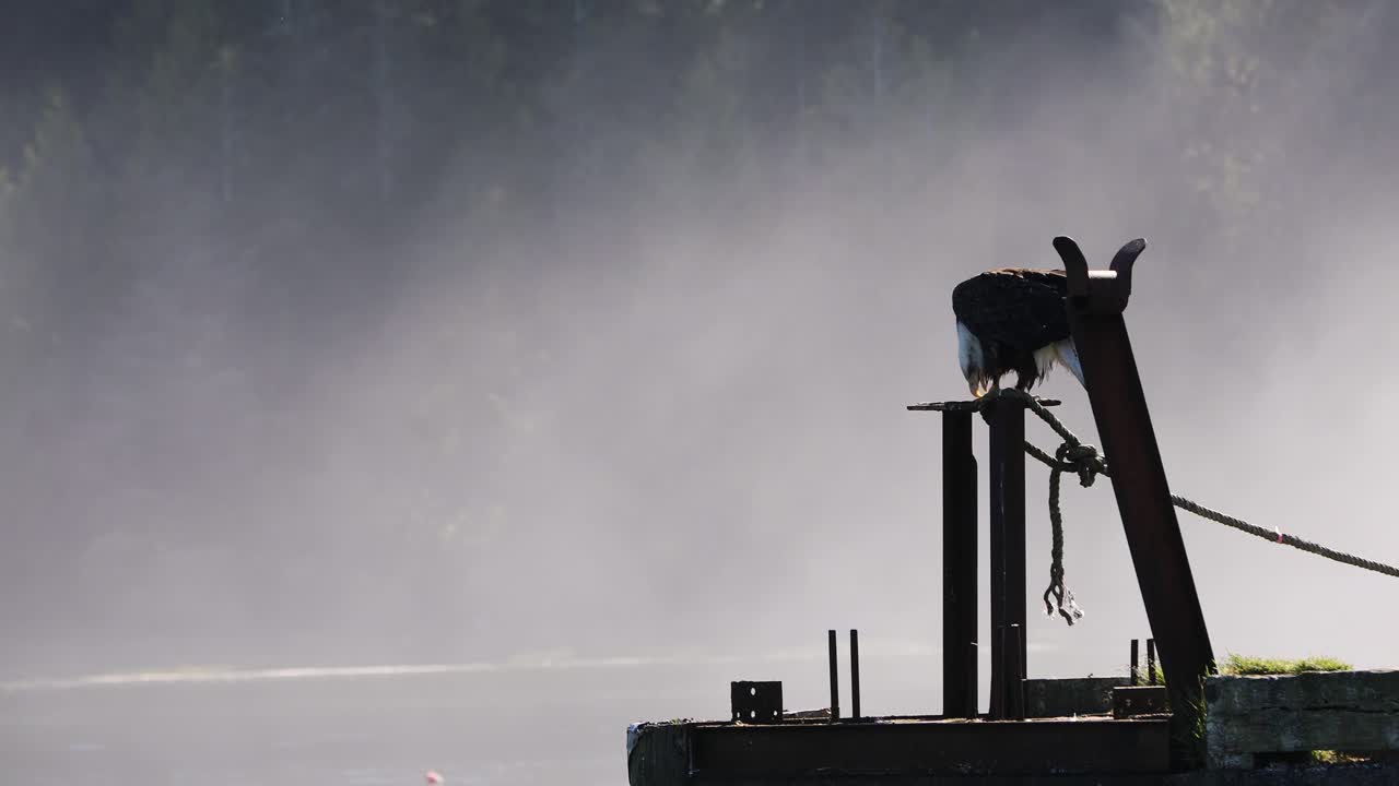 Bald eagle in the harbour of Ucluelet on Vancouver Island (British Columbia - Canada)