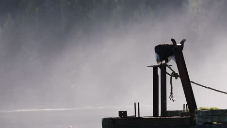 bald eagle in the harbour of ucluelet on vancouver island (british columbia - canada)