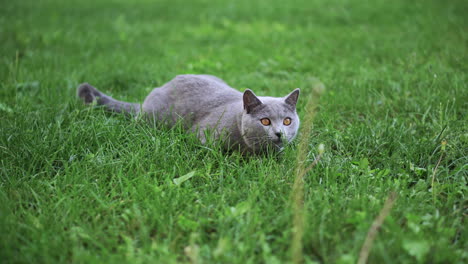 a british short-haired blue cat lying on green grass and looking around