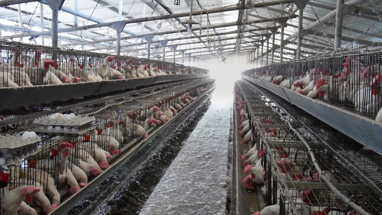 Eating or feeding chickens as poultry birds barn eggs farm interior agriculture
