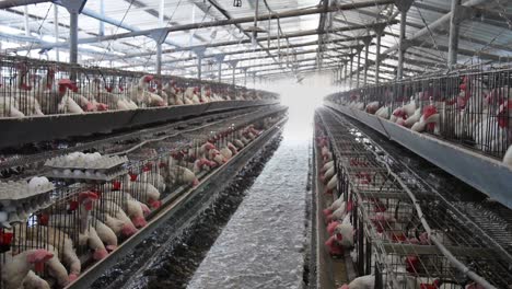 Eating-or-feeding-chickens-as-poultry-birds-barn-eggs-farm-interior-agriculture