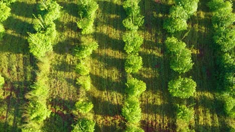 Granja-De-Bambú-Africano-Filmada-En-Un-Dron