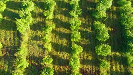 african bamboo farm filmed on a drone