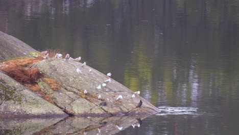 a flock of gray seagulls larus argentatus sitting on a rocky island together with a great cormorant phalacrocorax carbo - static telezoom - norway