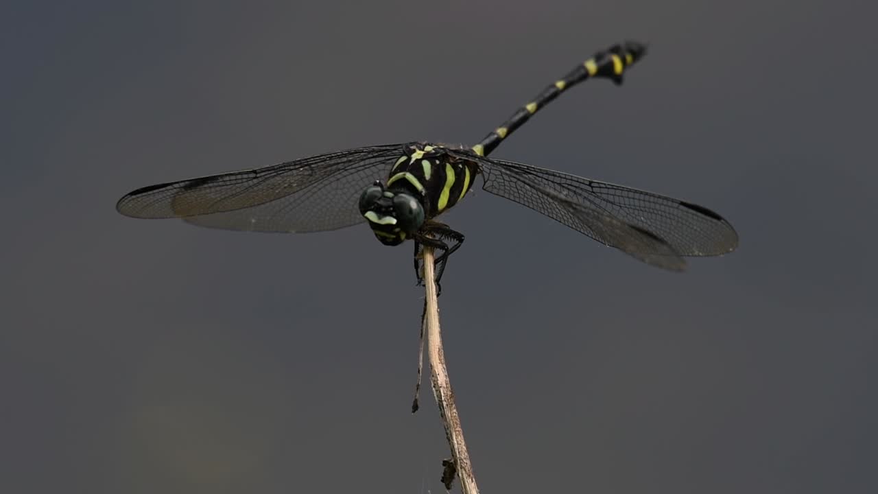일반적인 flangetail 잠자리는 태국과 아시아에서 흔히 볼 수 있습니다.