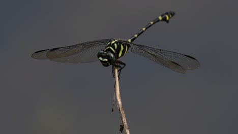 the common flangetail dragonfly is commonly seen in thailand and asia