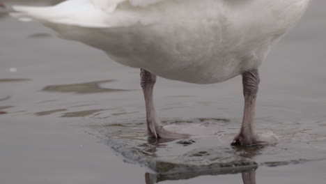 Detalle-De-Las-Patas-De-Un-Cisne-Blanco-Descansando-Sobre-Una-Roca-Al-Borde-De-Un-Estanque