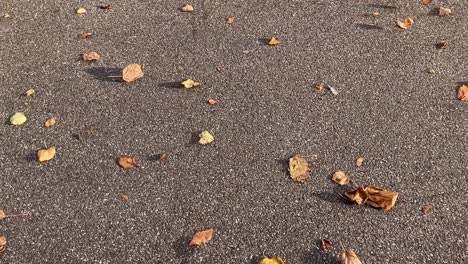 wind blows and roll autumn leaves on asphalt road, slow motion, tracking shot