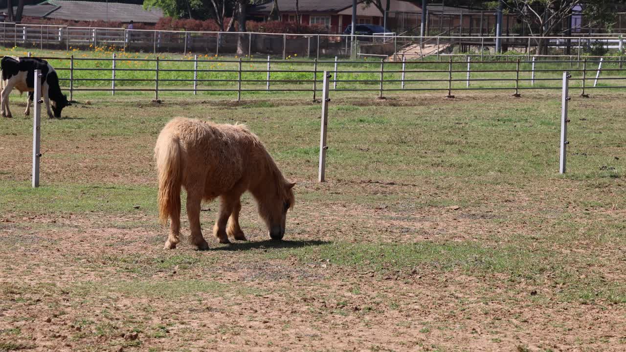 작은 포니가 울타리로 둘러싸인 지역에서 풀을 먹고 있다