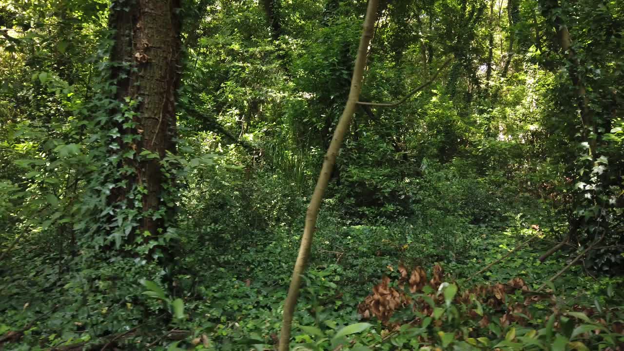 숲길을 걷다 측면도