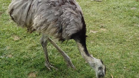 Pie-Grande-Segundo-Pájaro-Vivo-Más-Grande-Emú