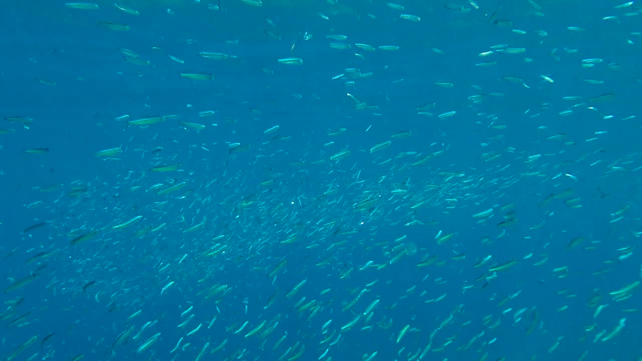 작은 물고기들의 거대한 무리가 빛 아래 푸른 물속에서 헤엄치고 있습니다. 은색 줄무 둥근 헤링, 은 스프라트, 또는 키비나고 미노우 (spratelloides gracilis) 의 무리입니다.