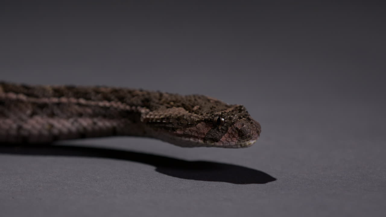 víbora peligrosa serpiente moviendo la cabeza hacia el suelo