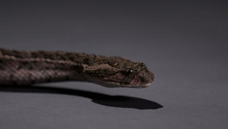 víbora peligrosa serpiente moviendo la cabeza hacia el suelo