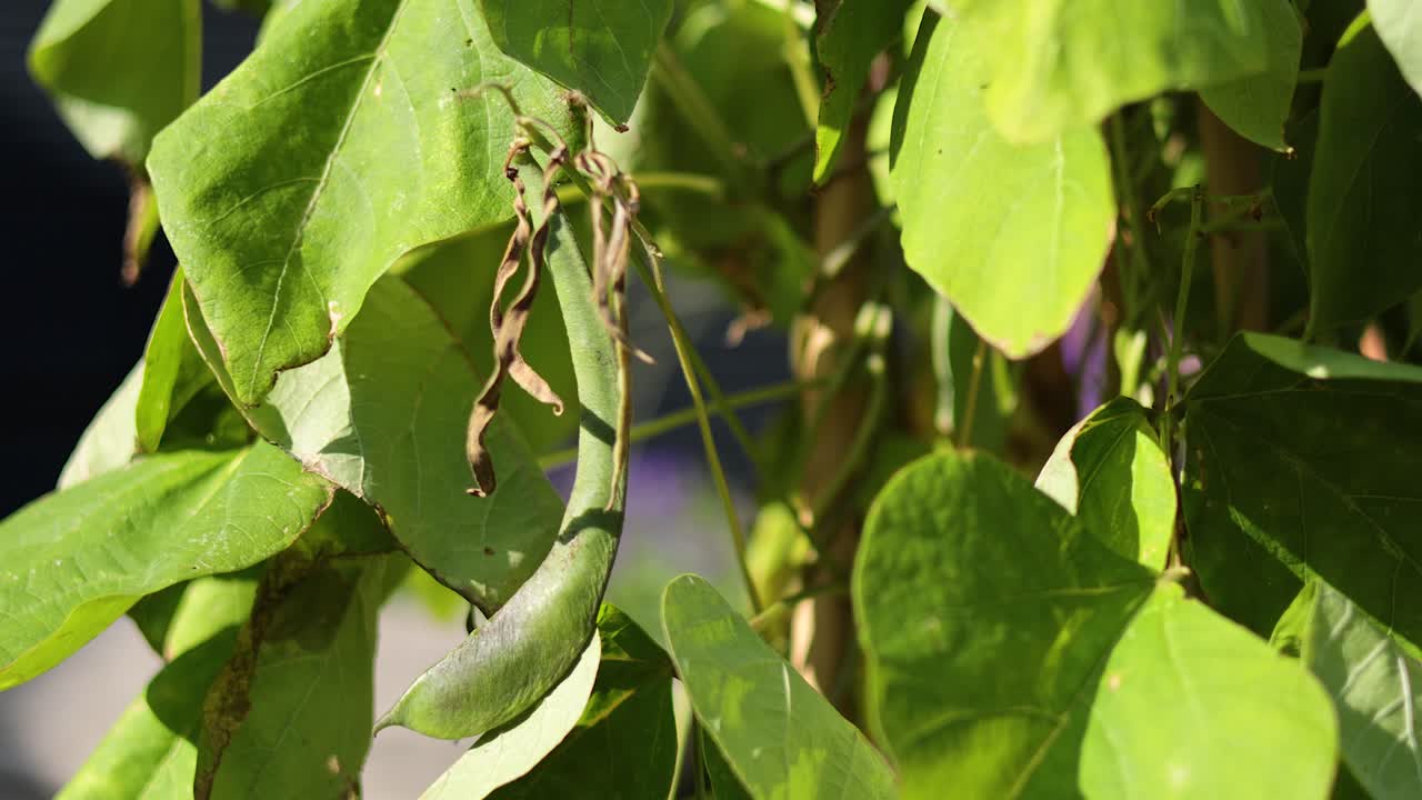 푸른 양배추 식물 이 바람 에 부드럽게 흔들리고 있다