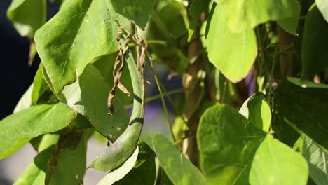 plantas de guisantes verdes balanceándose suavemente en el viento