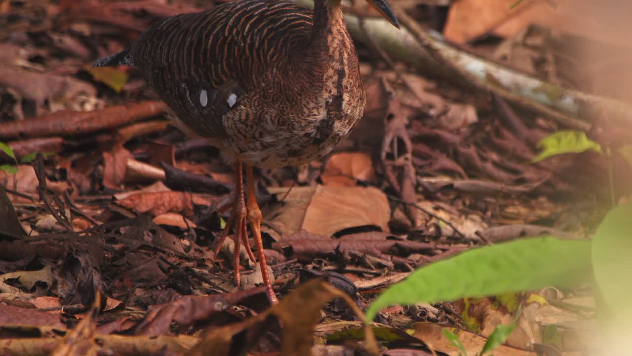 Ave del sol de pie, inmóvil sobre una pata, esperando para avanzar sobre el suelo del bosque cubierto de hojas