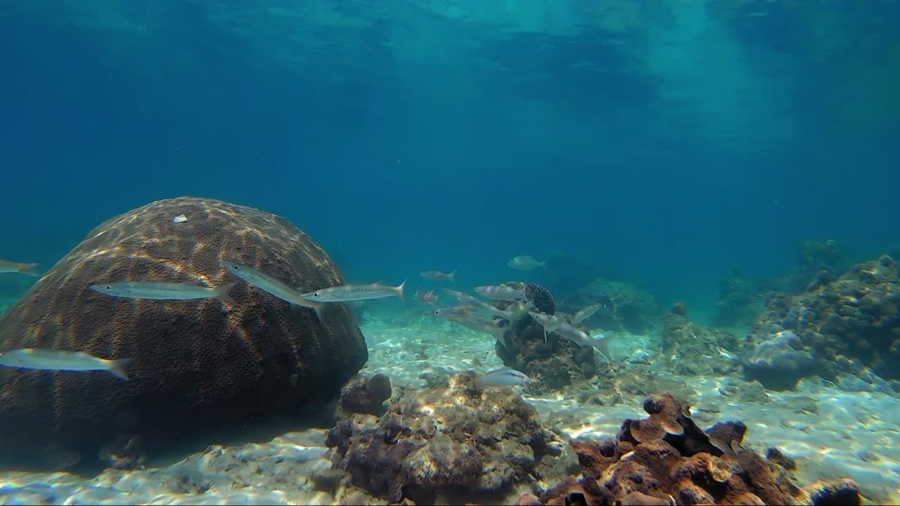 La biodiversità marina della Thailandia - sott'acqua