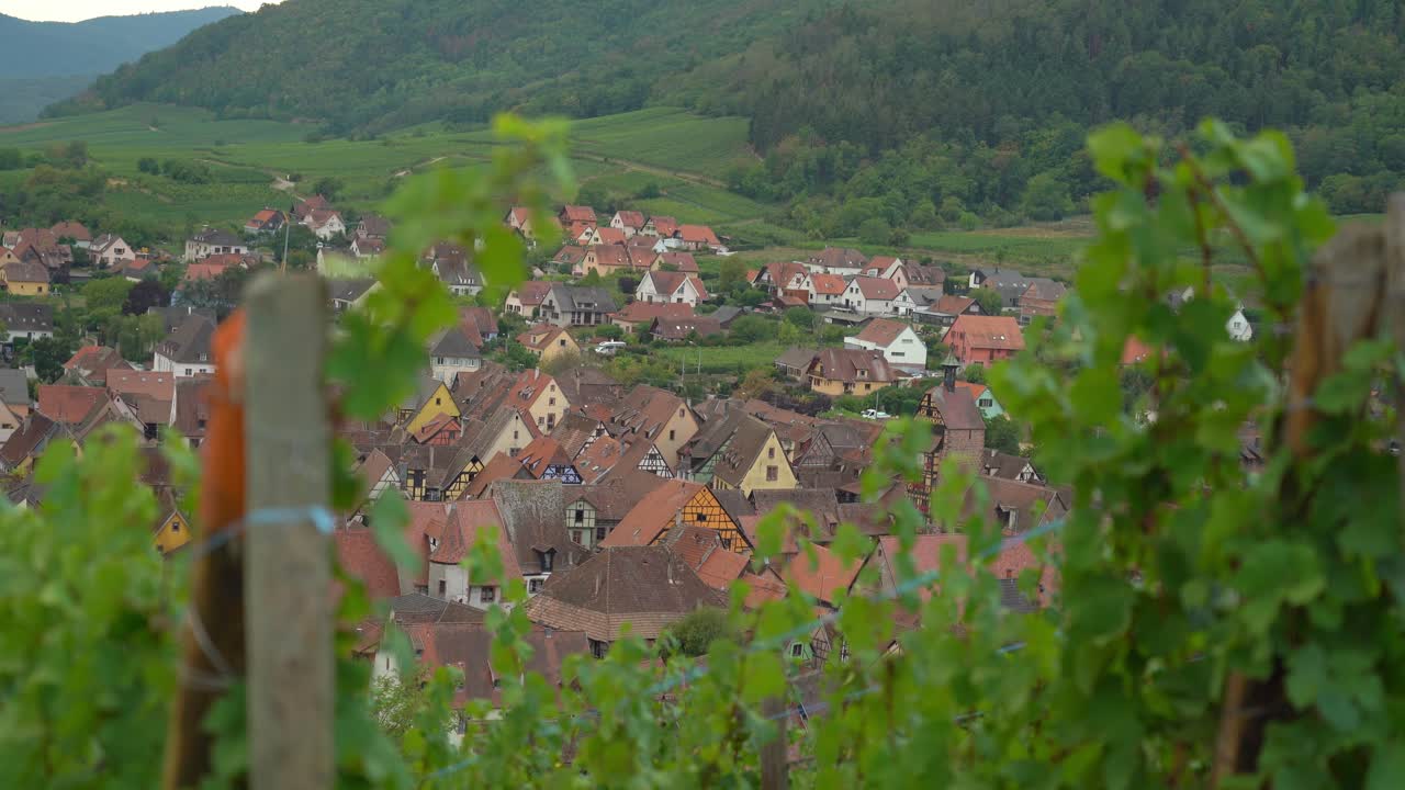 los viñedos de riquewihr se consideran uno de los muchos rasgos de la región de colmar.