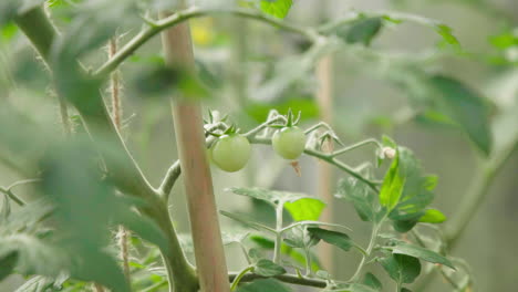 tomatoes growing in greenhouse organic healthy green close up slow motion