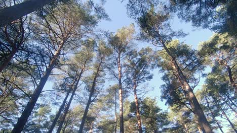 el viento balancea los pinos
