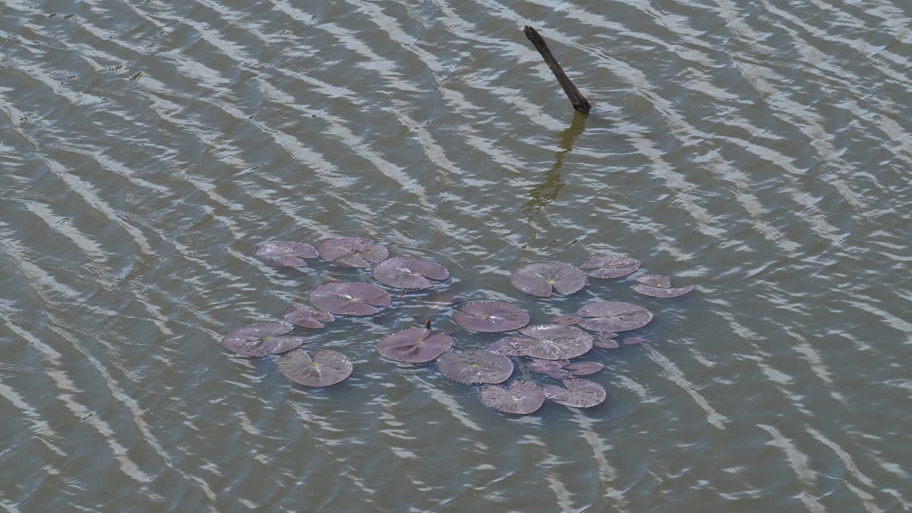 태국 방 ⁇  의 담수 연못 에서 파도 와 함께 흔들리는  ⁇ 은 물 릴리 잎